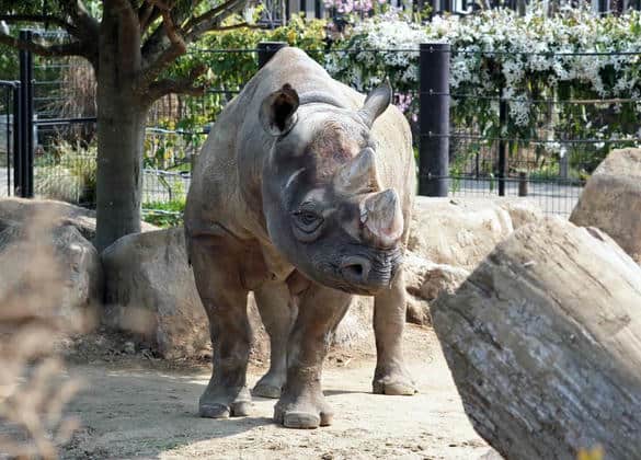 動物図鑑・ヒガシクロサイ